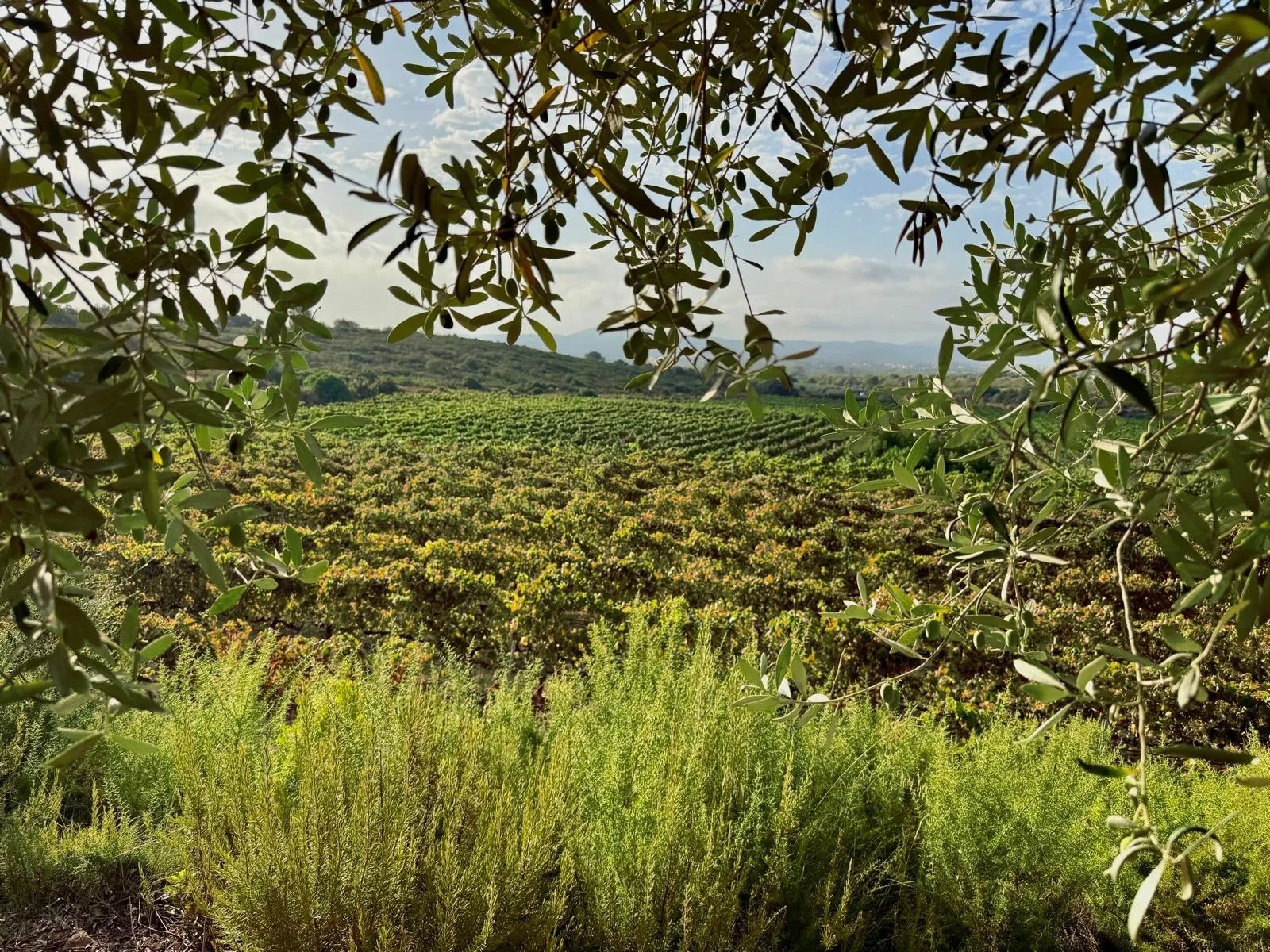 Viñedos de Barranc dels Cirers en Benlloc, Castellón